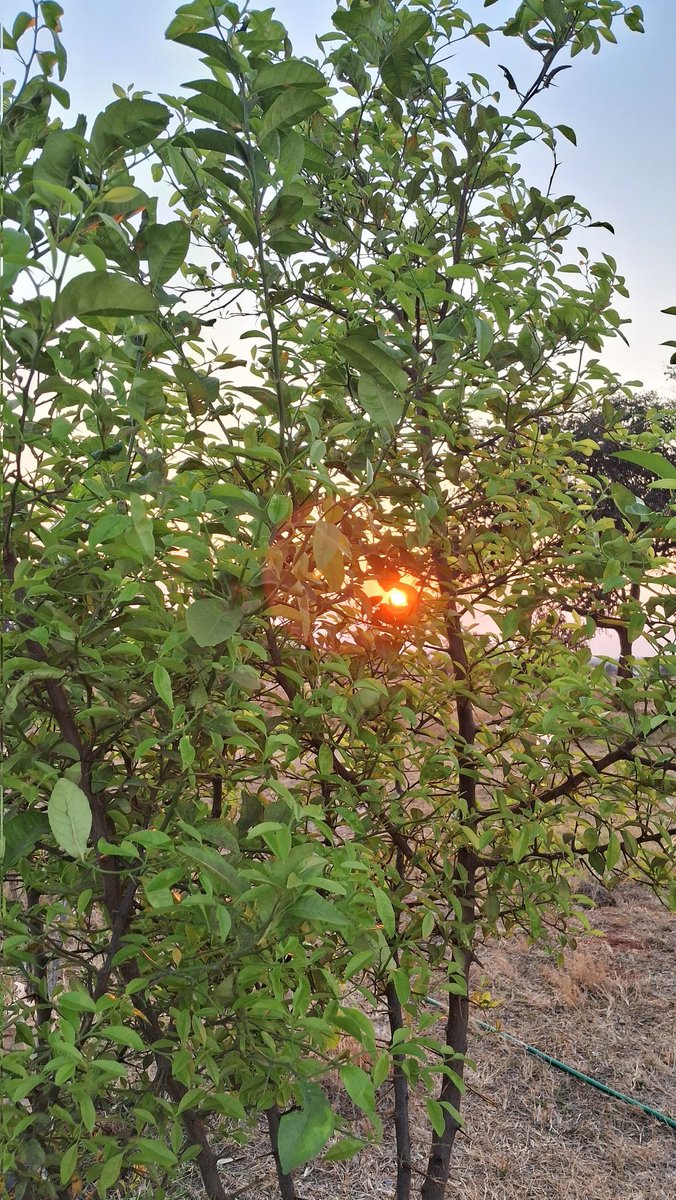ChitsigaFarm's tweet photo. Our citrus orchard is establishing well. We set it up in 2021 and over the years have worked hard to keep it alive. This space on our plot is going to be amazing soon. https://t.co/LqvwVCEK6c