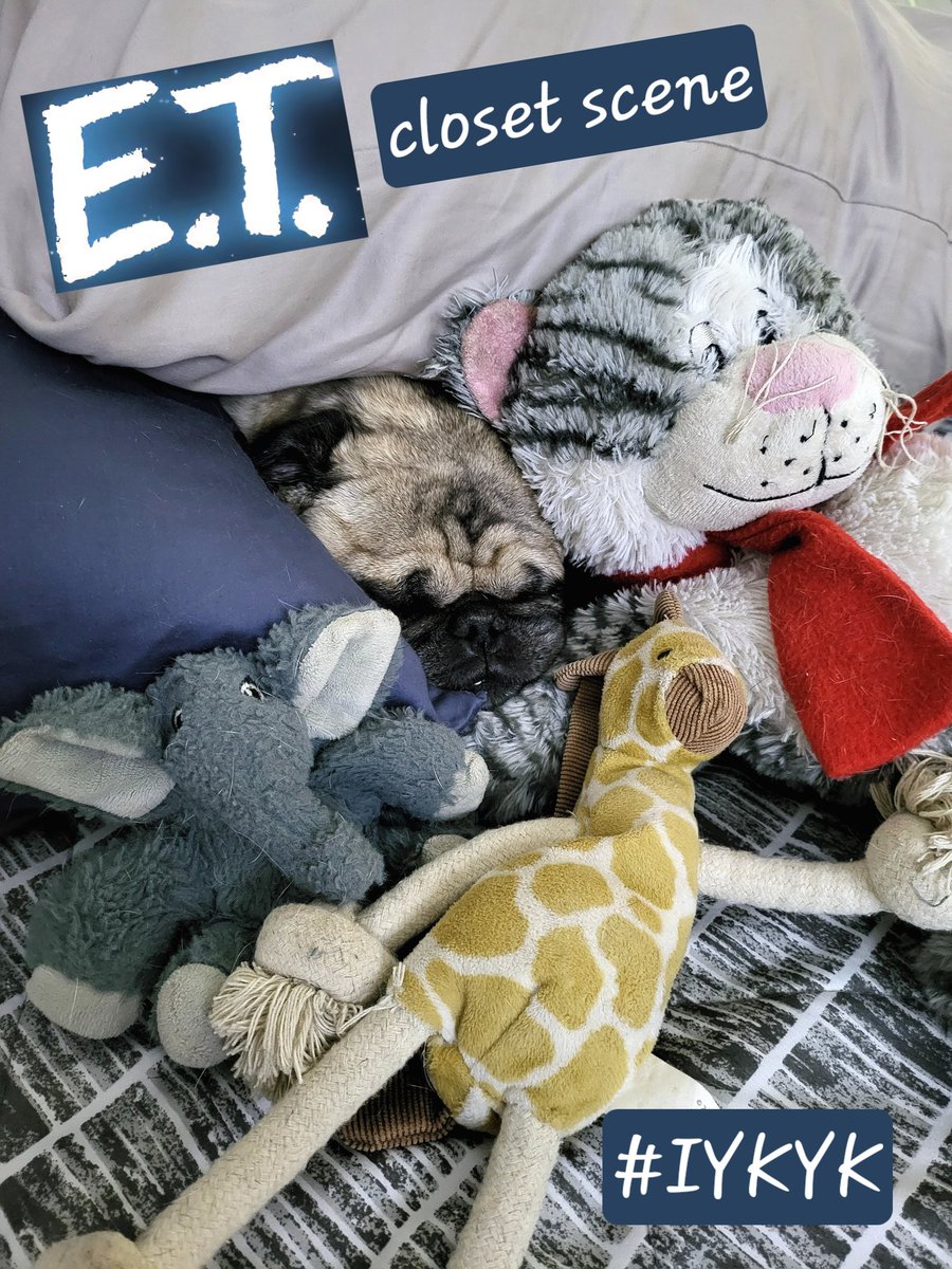 cmecrash's tweet photo. Prince pug decided to recreate one of the most iconic movie scenes from the 80s.  Boomers may know.  Gen-X will definitely know.  Millennials will have no idea what this post is about.  Cheers to the awesomeness of Steven Spielberg! 🍻 #puglife #pug #dogsofX #stevenspielberg #ET https://t.co/iMRb9CbzgN