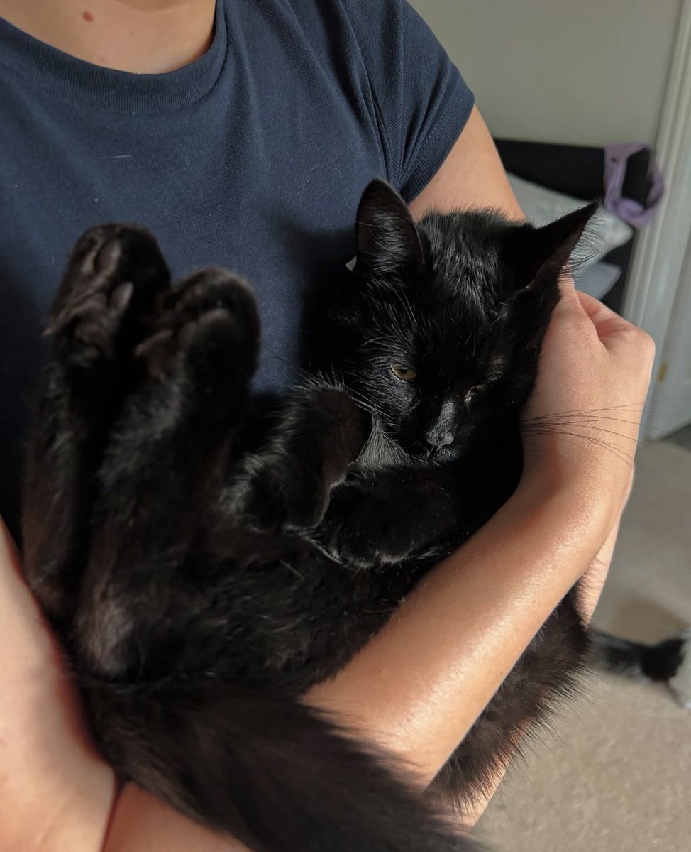 visualscat's tweet image. 