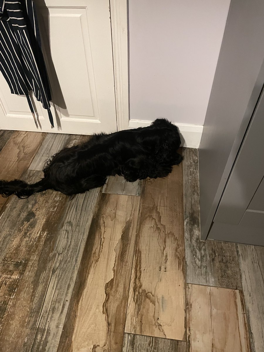 KevinFXL's tweet image. His hunting skills still need some work before he is out flushing and retrieving pheasants, but a Daddy Long Legs has been cornered and it’s not getting away…