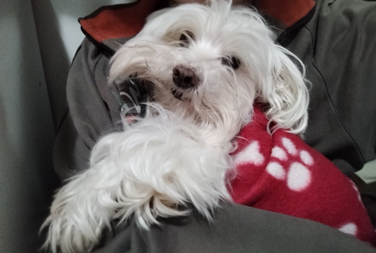 ☁️🌱𝗟𝗮𝘇𝘆𝗺𝗼𝗻🌱☁️ Live2D | VGEN tweet media