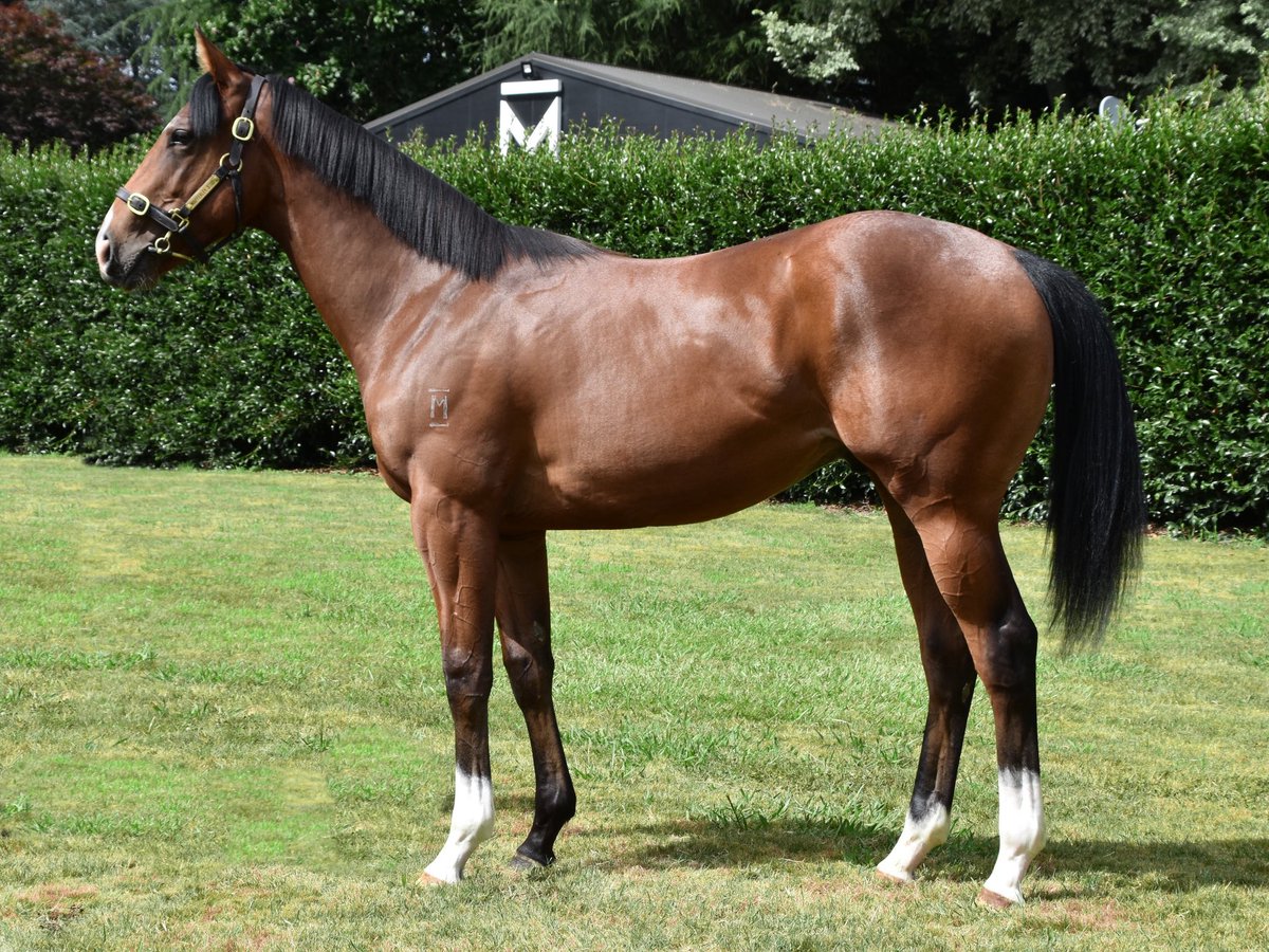 #Contributer 3 year-old #Jagerbomb was a stylish winner at <a href="/kemblaraces/">Kembla Grange Races</a> on Saturday for trainers <a href="/JohnOSheaRacing/">O'Shea & Charlton Racing</a> 
 
Raised and grazed on the rolling hills of Mapperley #Jagerbomb was purchased by his trainers in partnership with <a href="/OTIRacing/">OTI Racing</a> at <a href="/KarakaChat/">New Zealand Bloodstock</a> for $60,000