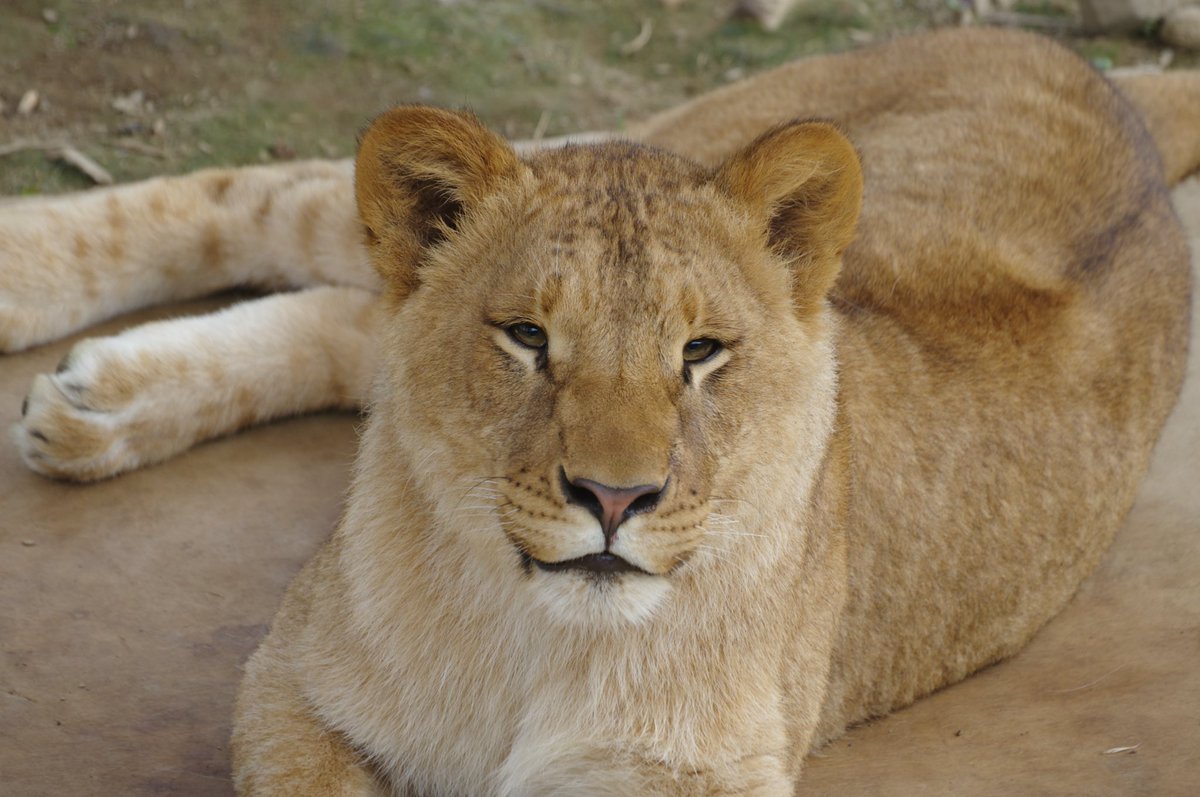 1歳児ライオン、ラナちゃんの訃報を北海道入りの直前に知りました