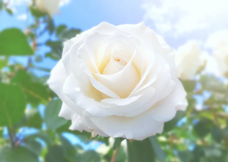 おはようございます。
今朝は「のみちゃ」に癒されました！

美味しい甘旨味が🍃ドバドバやって来てニタニタがとまらない朝☺️途中から苦味さんも加わり、苦甘美味しい～～🥰

ゴクゴク飲んでスカッと爽やか～な✨朝茶時間でした🎵

「川根茶｜鈴木茶苑さん」
【本日の１杯】今日もありがとう。