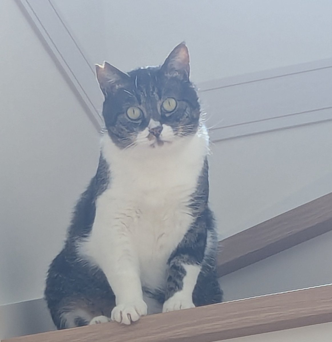 ねこ　まとめ あずきん on X: 