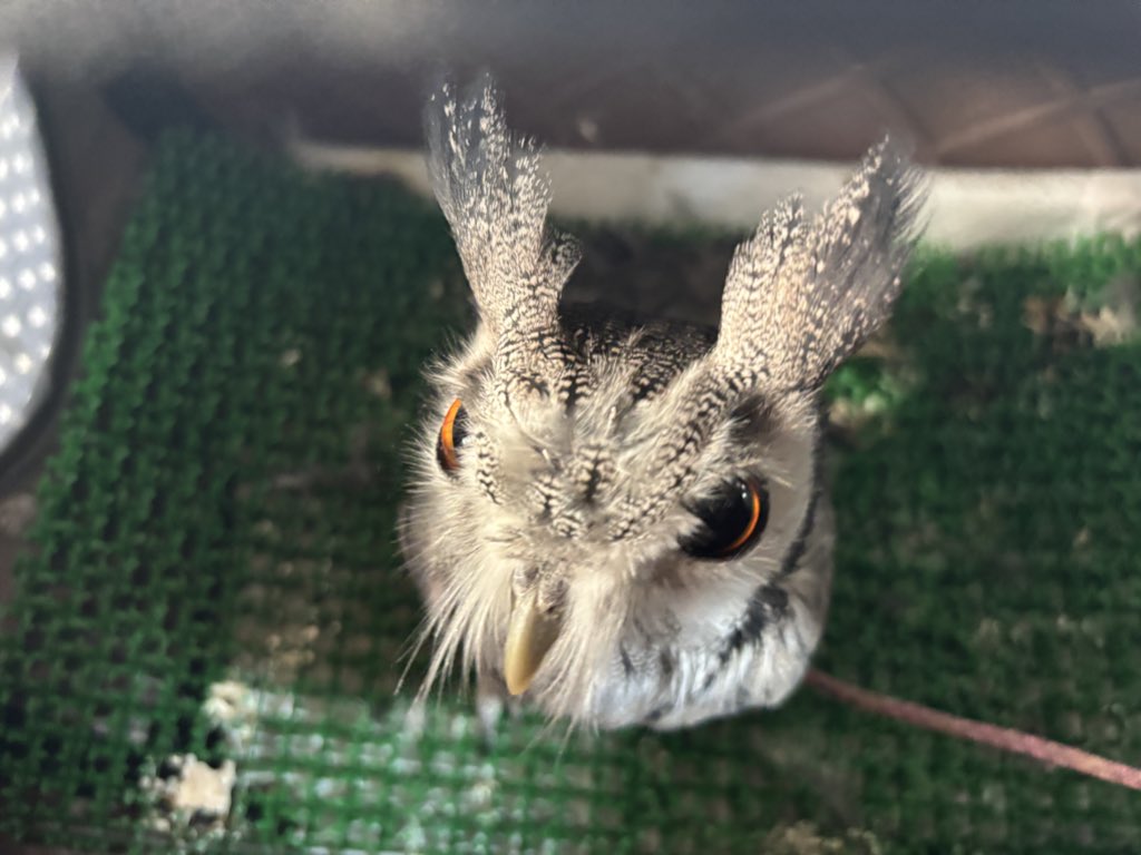 げき
おこ