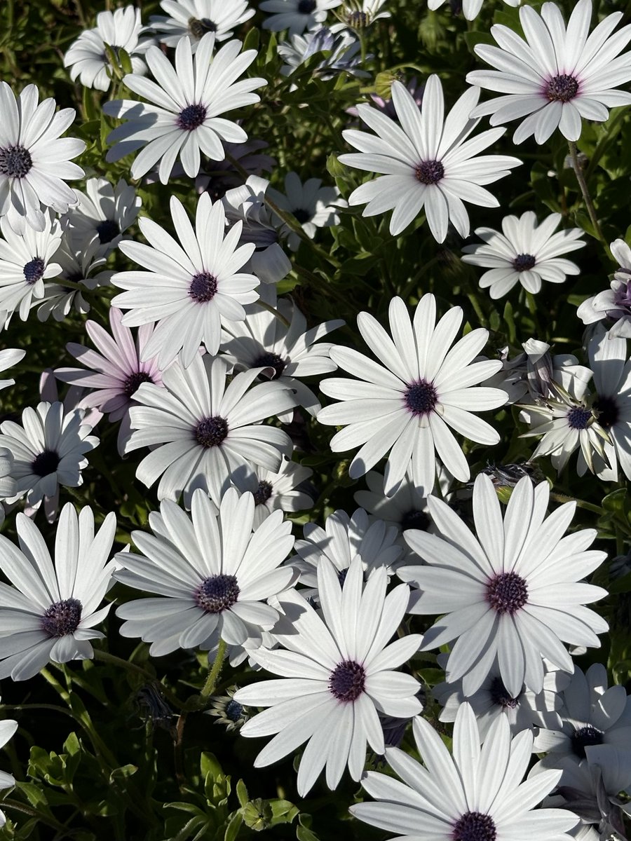 Poet Shannon Cates sings a song for what’s been lost, but not forgotten

muleskinnerjournal.com/give-it-back

#writingcommunity #litmag #flashfiction #literature #writers #fiction #fictionsubmissions #fictionwriter #poets #poetry #poetryjournals