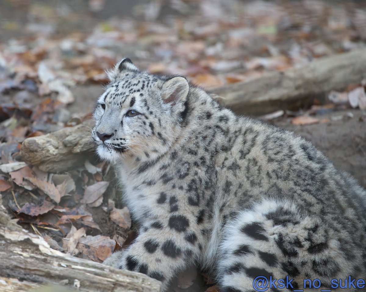 思い出のフクでおはようございます☆
📷2017.12
#多摩動物公園 #ユキヒョウ #フク