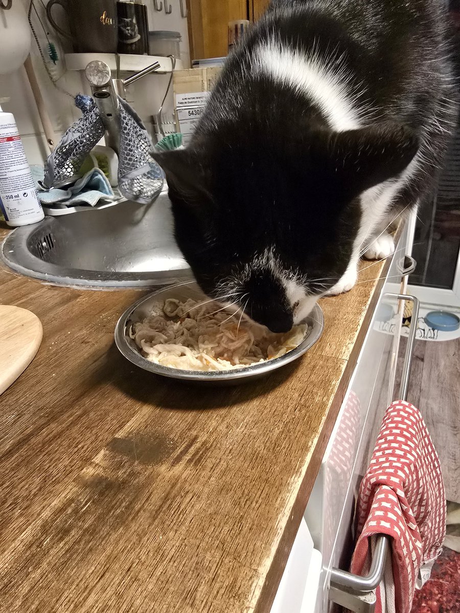 MissChurchyard's tweet photo. Wieso warten bis das Futter unten steht? Verstehe das Konzept nicht... Jacob @cap_j_fluellen von den #nordstadtkatzen https://t.co/XrtaHuzfaz