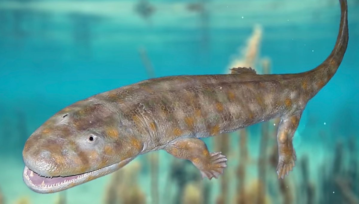 Просто представьте, эволюционировать миллиарды лет из такой вот хуйни в человека, чтобы сраться в твиттере на тему оплаты счета на свидании