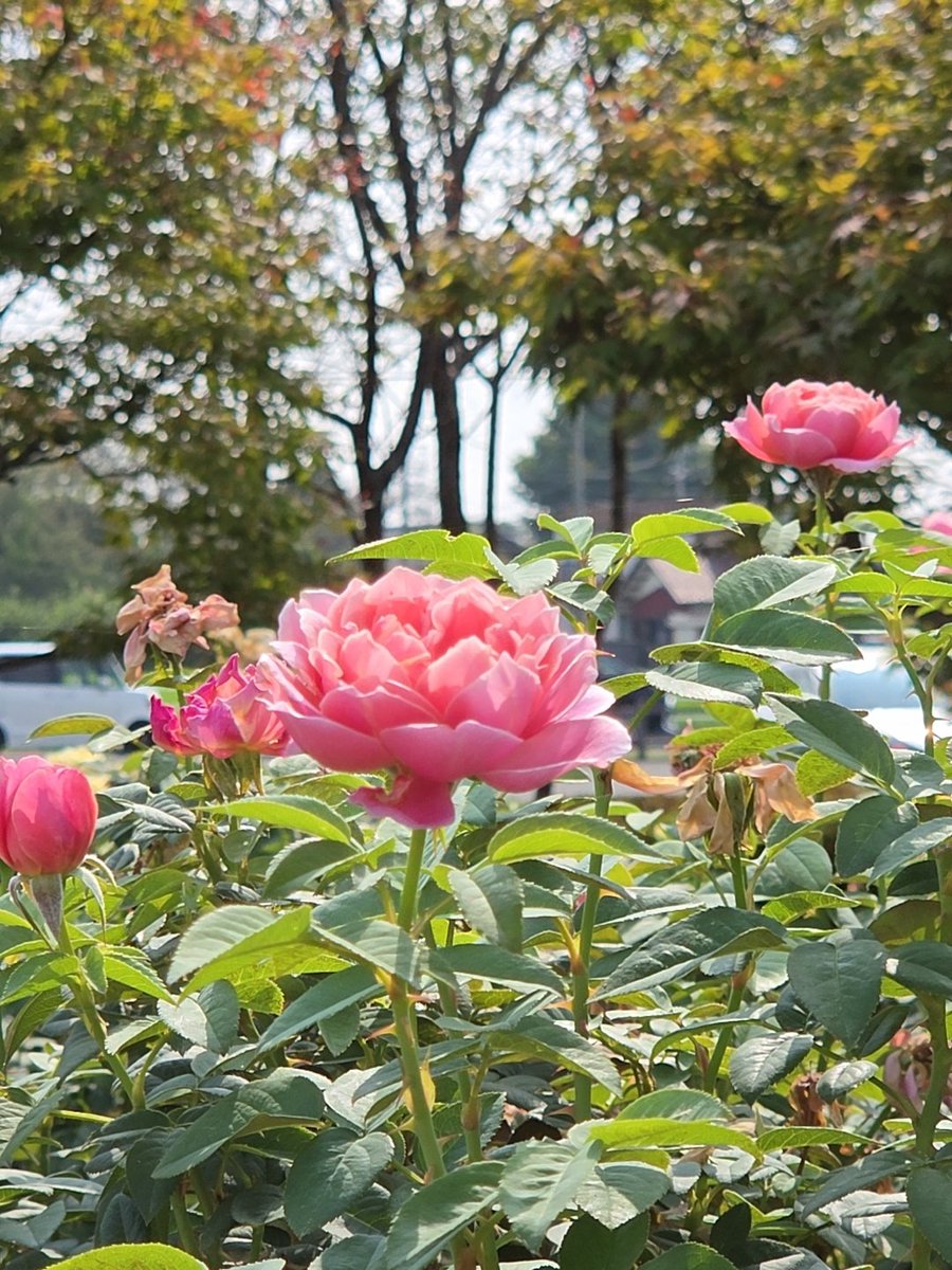 29☆❁¨̮プロフお読みください✧︎*。様 ピンクセレナイト 立体 薔薇