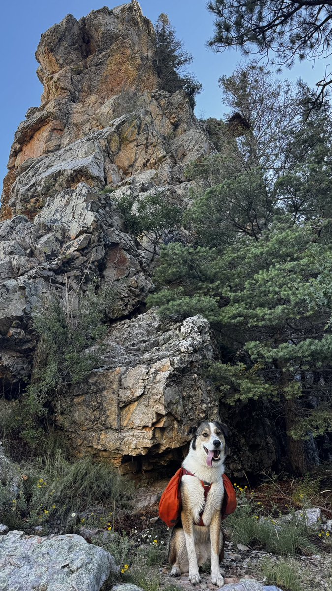 starfshprime's tweet photo. goofy ass dog goes 10 miles off leash through the wettest canyon I’ve ever seen in NM https://t.co/1DlZ3tZaJi