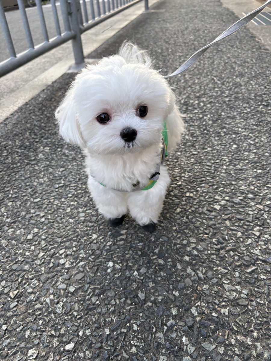 今日のあさんぽ🐶