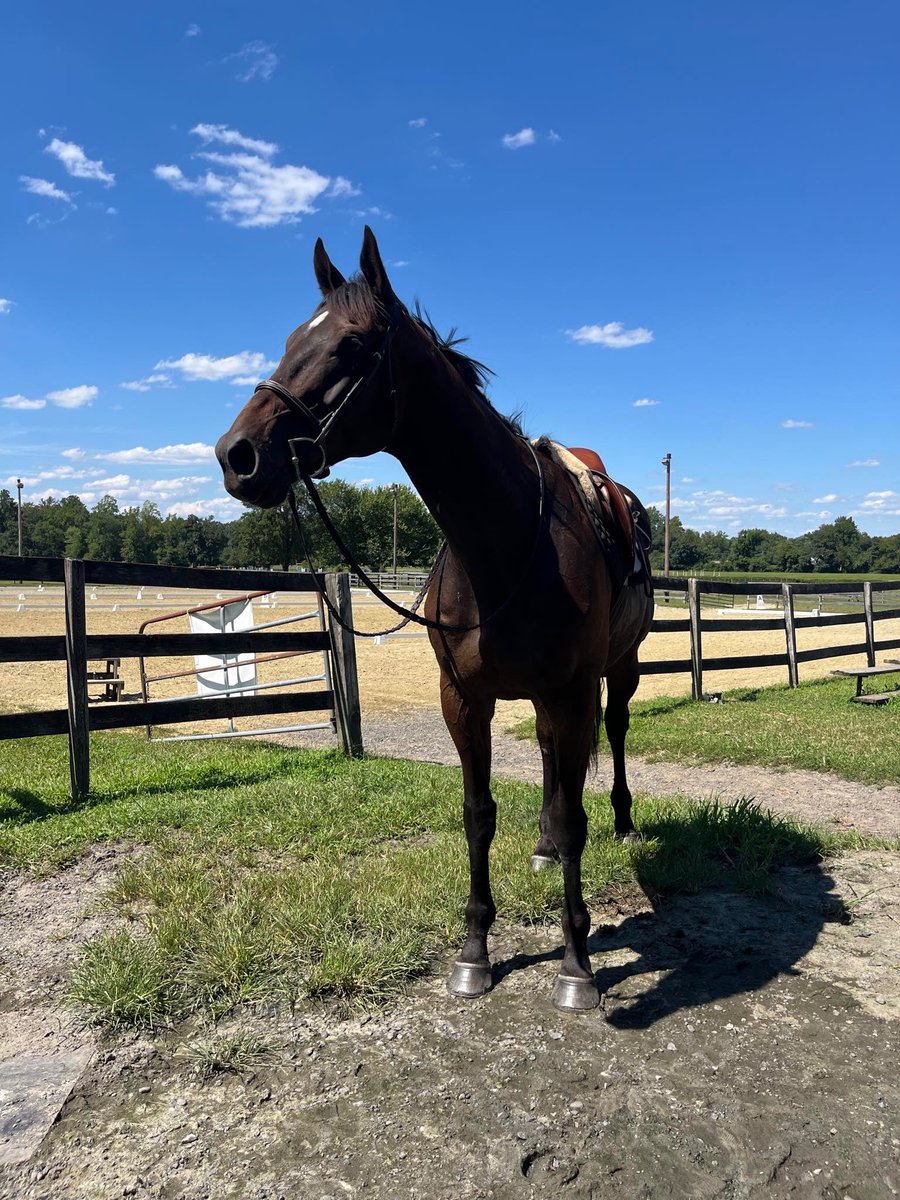 Antigravity in his new home