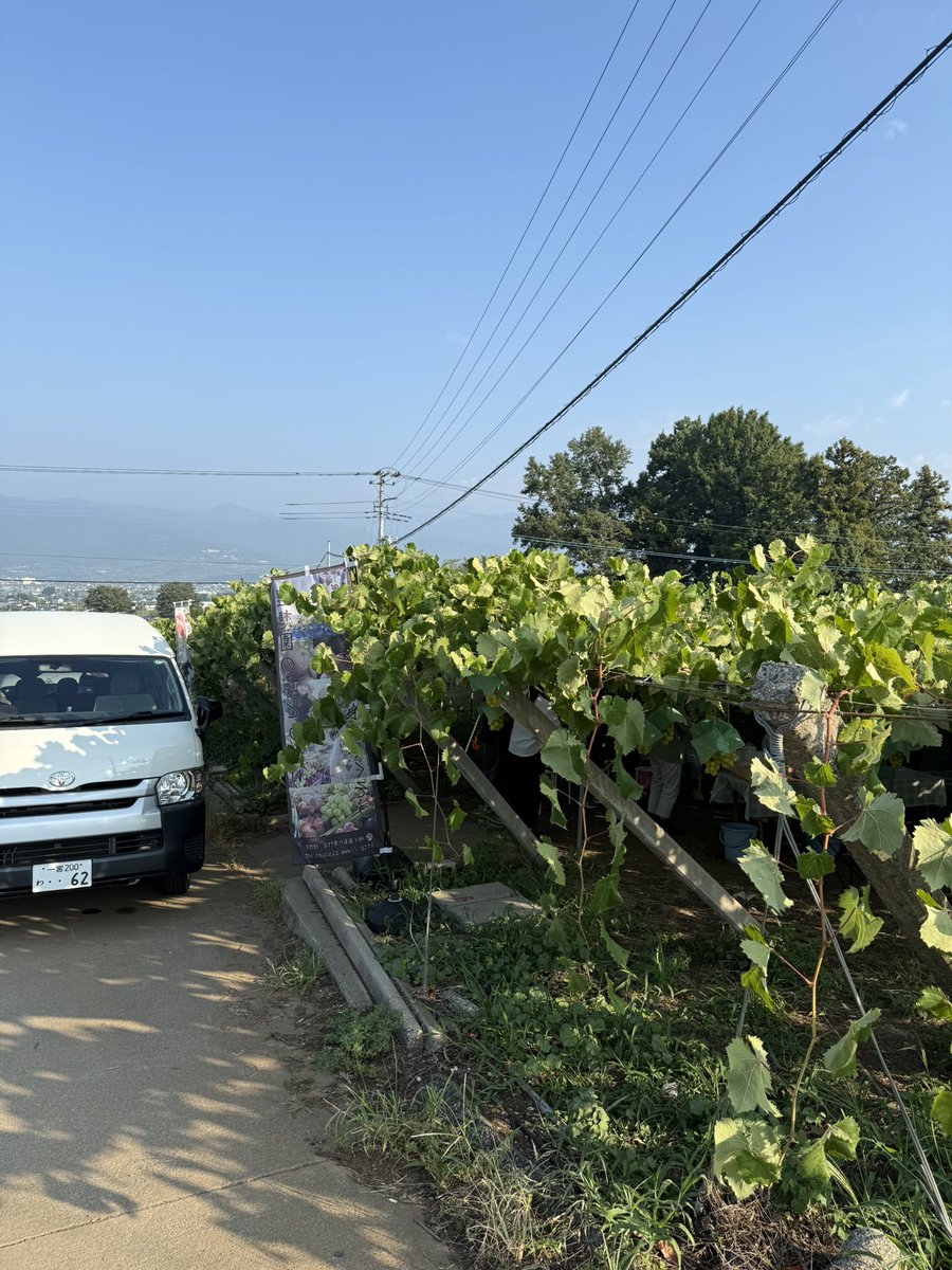 kusashio's tweet image. 8月31日（日）おはようございます。本日、シャインマスカット狩りシャインマスカット狩りとシャインマスカット畑で食べ放題を開催しています。