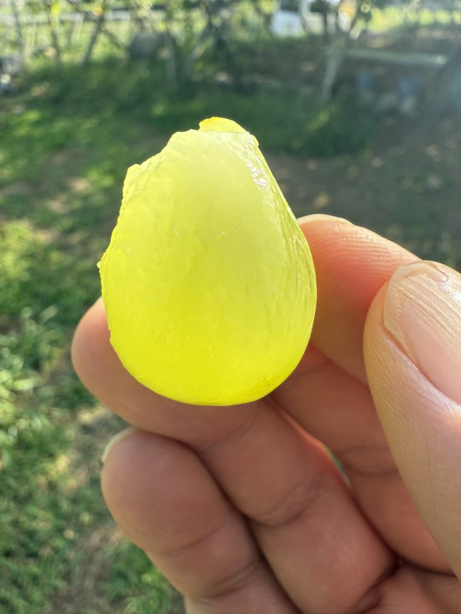 kusashio's tweet image. 8月31日（日）おはようございます。本日、シャインマスカット狩りシャインマスカット狩りとシャインマスカット畑で食べ放題を開催しています。