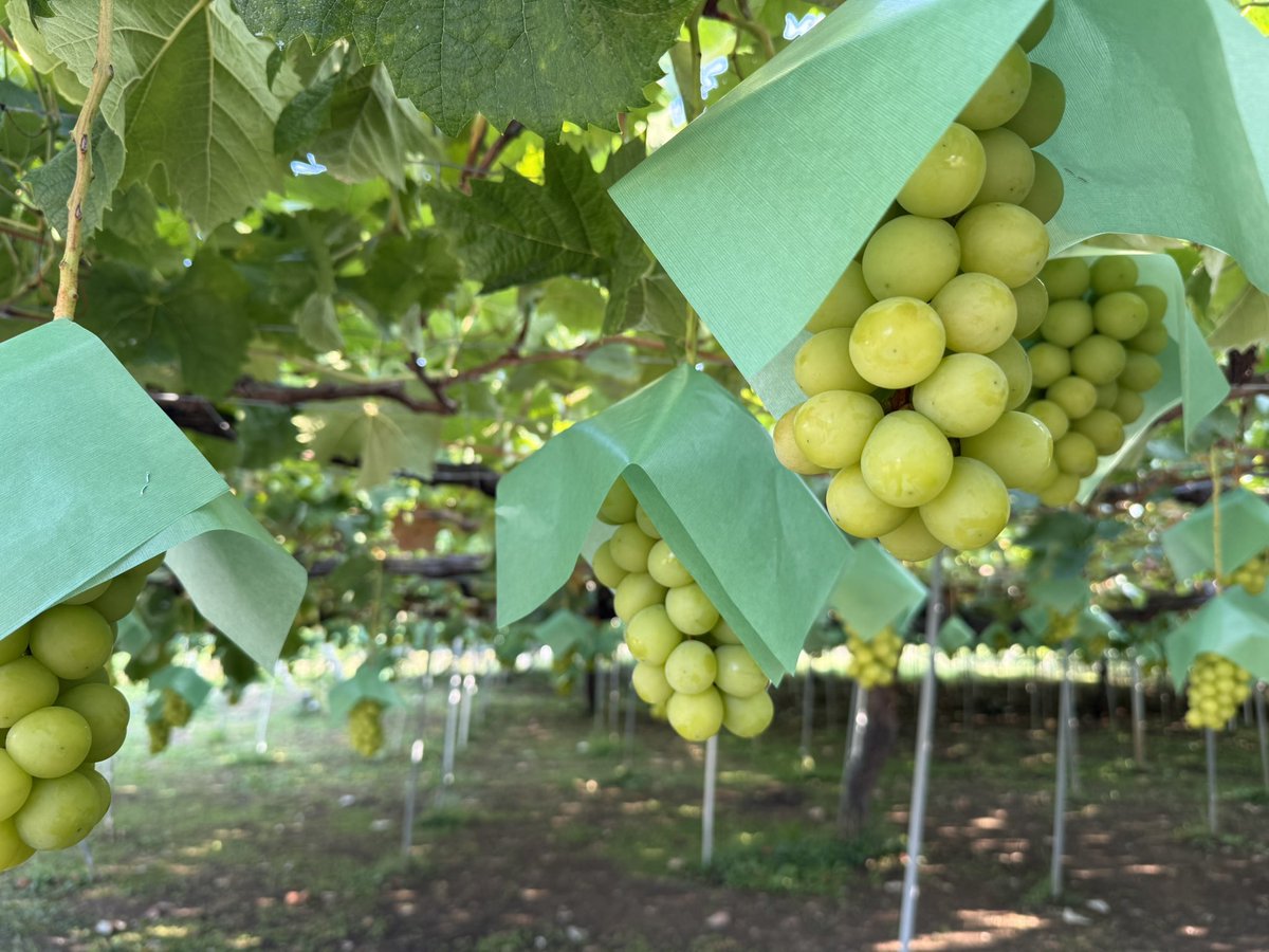 kusashio's tweet image. 8月31日（日）おはようございます。本日、シャインマスカット狩りシャインマスカット狩りとシャインマスカット畑で食べ放題を開催しています。