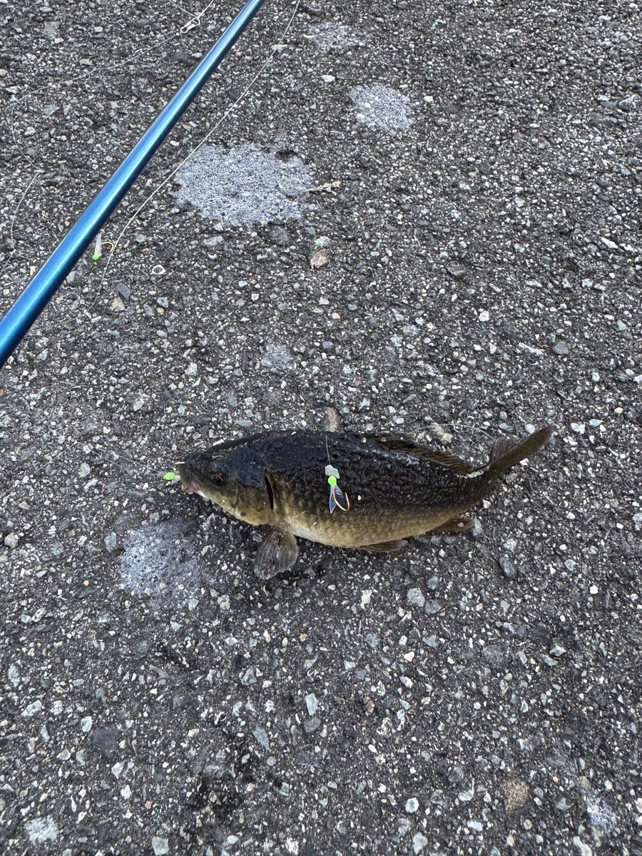 ギンブナが釣れました。
ふなえもん元気かなあ？