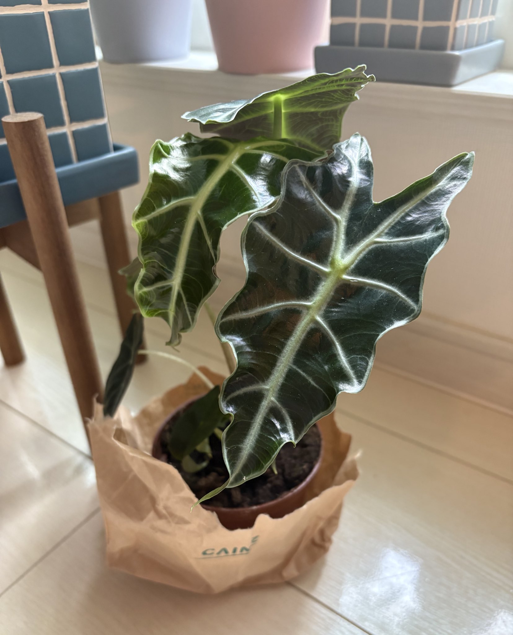 K’z様　アロカシア　セット 楽天市場】【セール品】超お得セット！送料無料 アロカシア 5