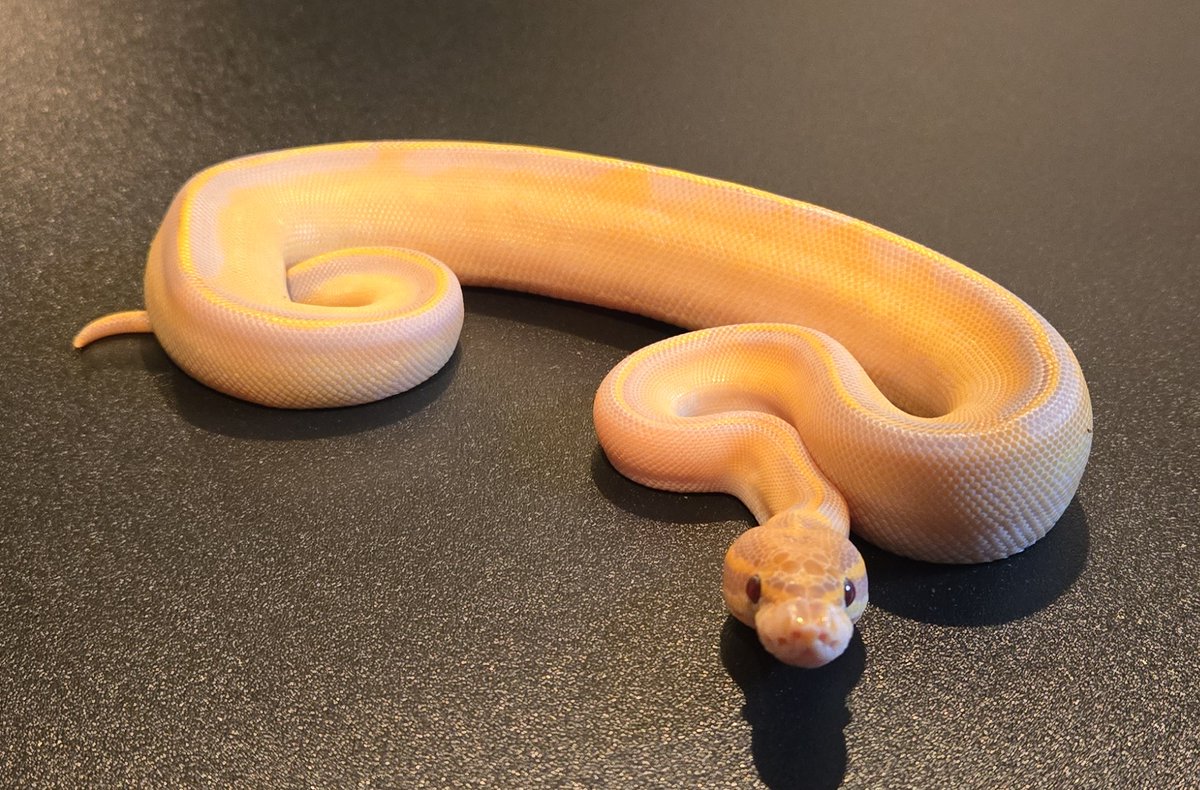 champpythons's tweet image. 0.1 Highway Ultramel 

Info@championpythons.com 
championpythons.com