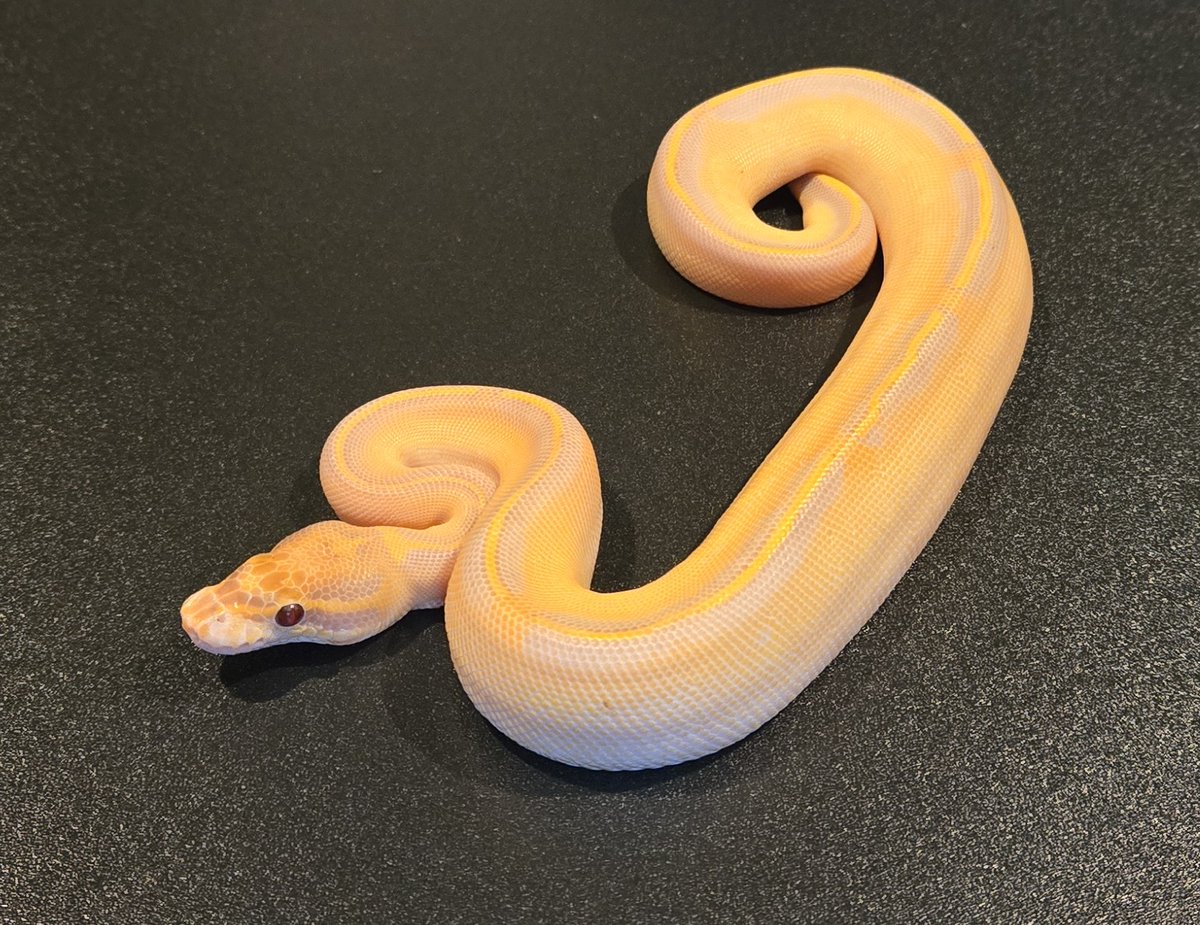 champpythons's tweet image. 0.1 Highway Ultramel 

Info@championpythons.com 
championpythons.com
