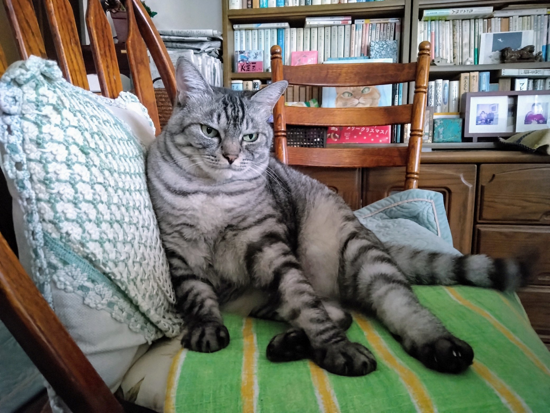 猫の寅さん専用 猫の寅さん 専用 猫の寅さん専用 猫の寅さん専用 ZX-