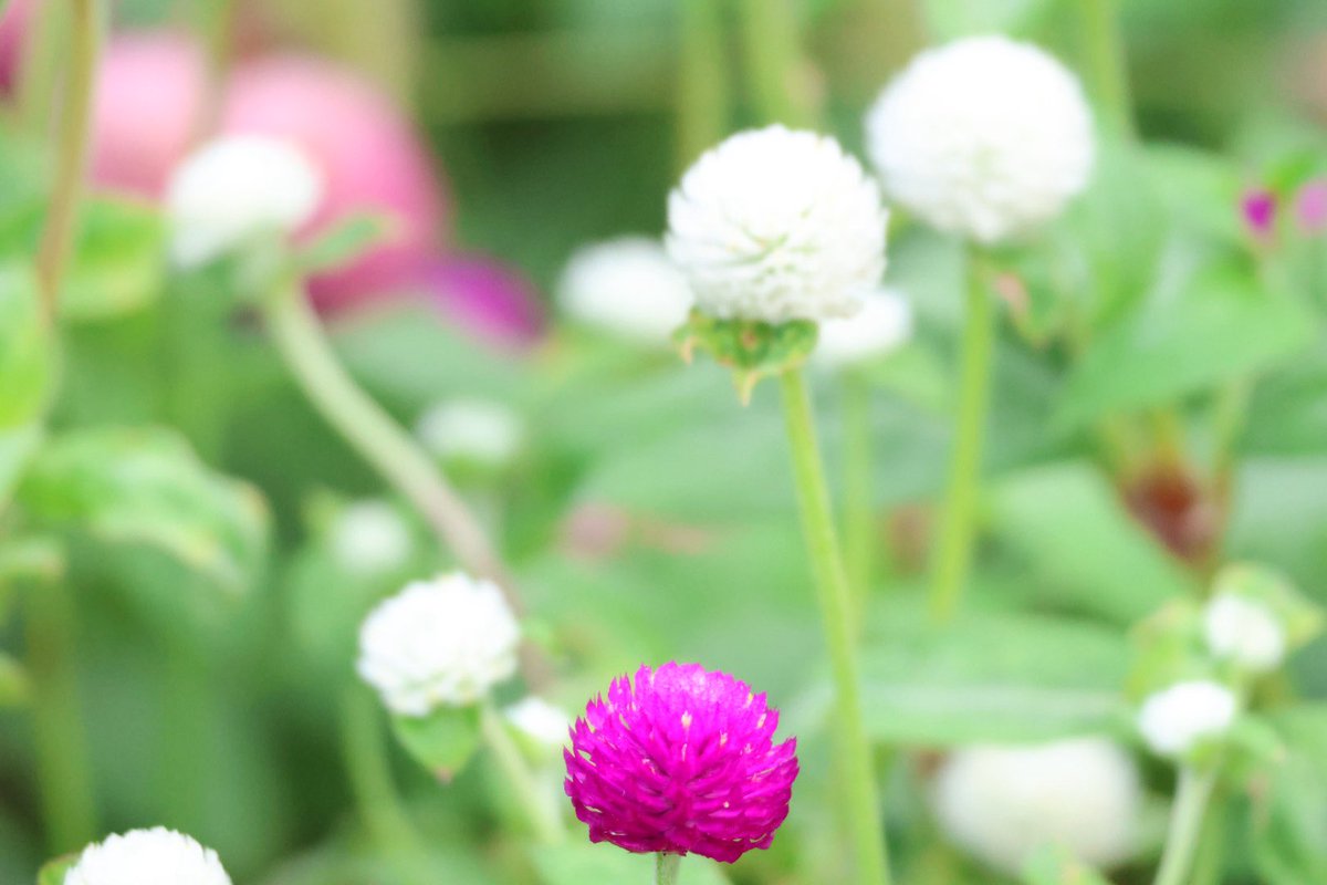 おはようございます😊🏡🌻
日曜日〰️#朝散歩🚶‍♀️♪
8月最後の日曜日🪴
もうすぐ9月とは思えないﾑｼﾑｼとした空気🫧暑くなりそう🥵💦

今日も危険な暑さから身体を守って⛱️🌤️
有意義な一日をお過ごしください🤗🌼🍃

#朝空 #イマソラ #花風景 
#千日紅 #ケイトウ💕