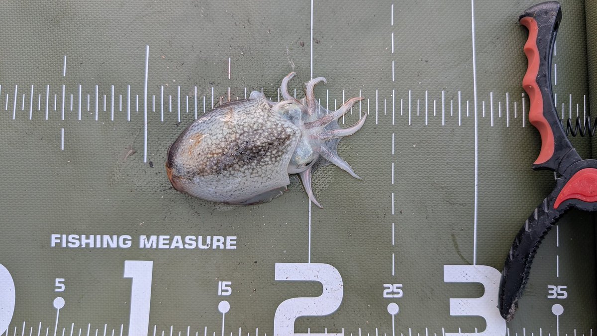 今日も朝マヅメのマゴチ調査釣行😎
なんと、ハゼの泳がせでシリヤケイカちゃんget👍