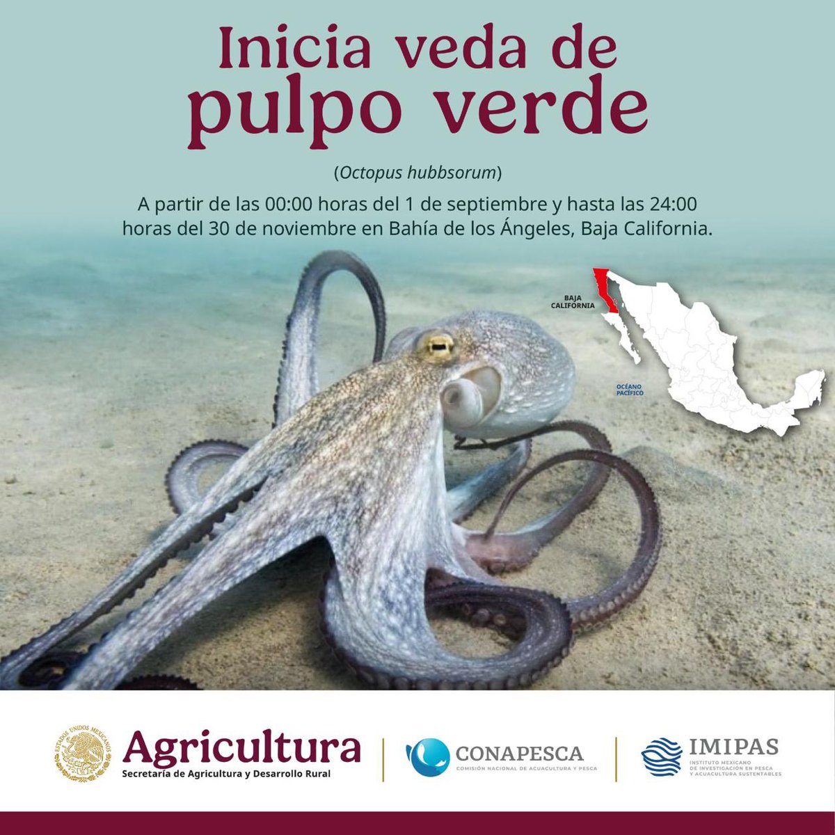 Rigoberto Salgado Vázquez (@rigosalgadov) on Twitter photo 📢¡Atención!
🗣️¡Atención!
🎣¡Pescadoras y pescadores!
🚫🐟 Este 1 de septiembre inicia el periodo de #veda para diversas especies en México.
Las vedas son fundamentales para proteger los ecosistemas marinos y permitir la reproducción de las especies, asegurando que las futuras 📢¡Atención!
🗣️¡Atención!
🎣¡Pescadoras y pescadores!
🚫🐟 Este 1 de septiembre inicia el periodo de #veda para diversas especies en México.
Las vedas son fundamentales para proteger los ecosistemas marinos y permitir la reproducción de las especies, asegurando que las futuras