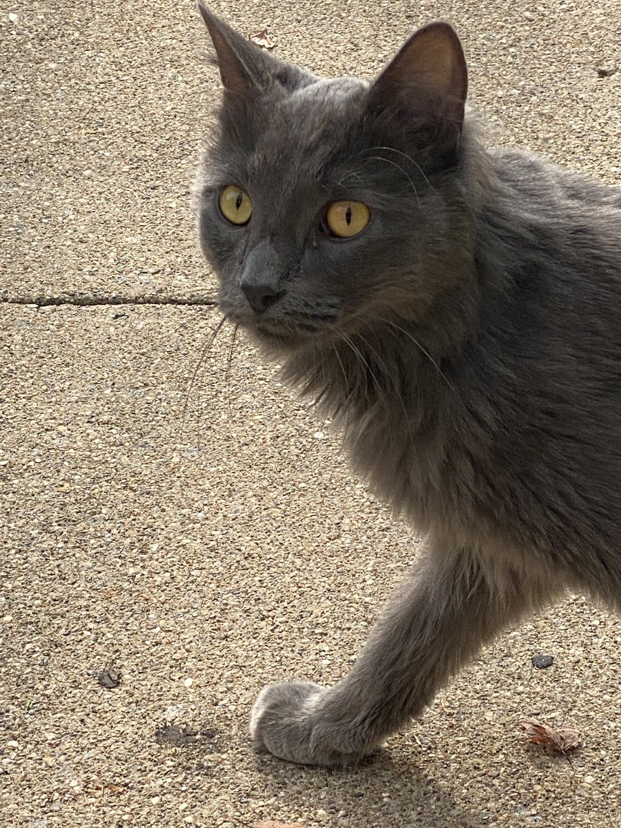 Another lost cat found in Hyde Park, Chicago. Anybody know this cat? All grey, longish hair, very silky smooth fur. Young, I’d say less than a year old. Extremely friendly. She (he?) belongs to someone.