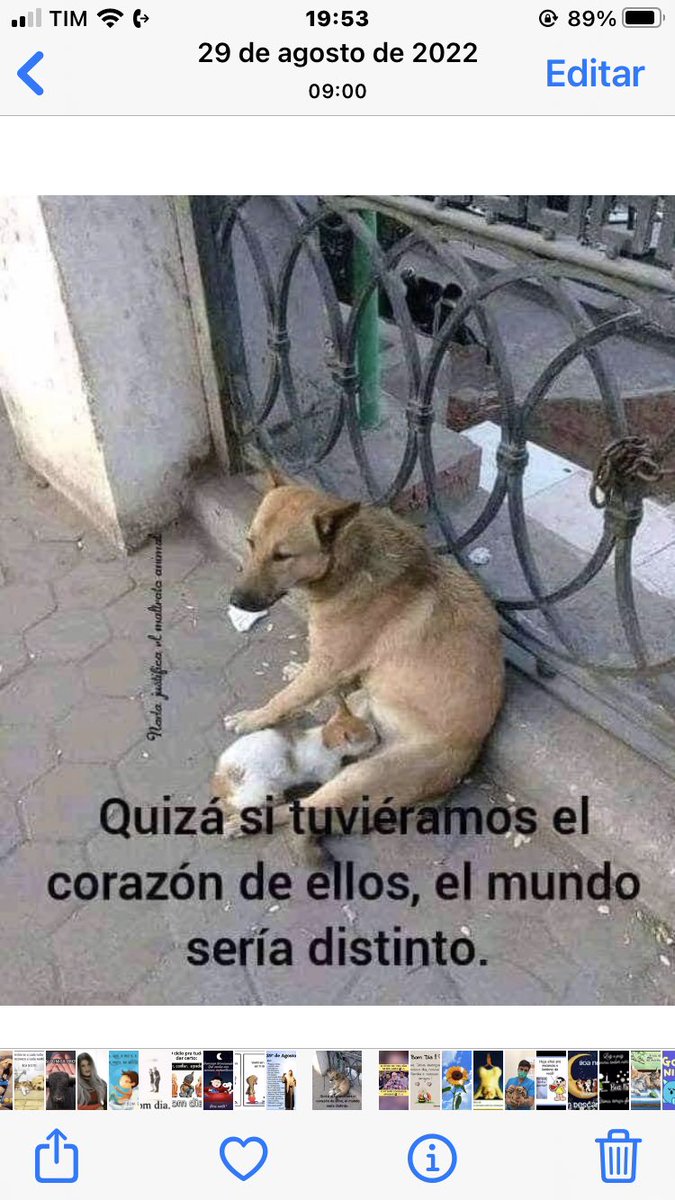 #BuenasNoches A TODOS LOS QUE AMAN, DEFIENDEN, RESPETAN, ADOPTAN Y AYUDAN A LOS ANIMALES!!🙏🙏🐾🐾🐘🦛🦏🐪🐫🐓🦃🦃🦚🦜🐄🐎🐖🐏🐑🐢🐍🦎🦖🐝❤️❤️❤️🌹🌹🌹🌹🇧🇷🇮🇱🇺🇦