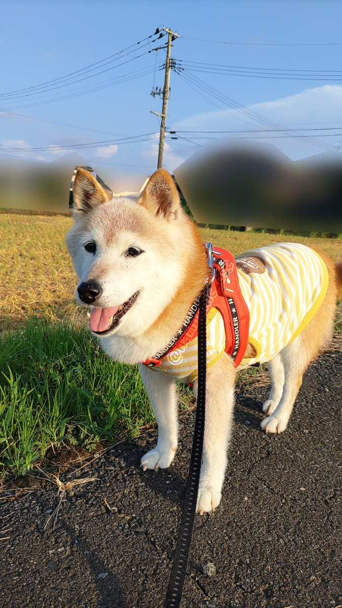 柴犬 楽天市場】左向き柴犬 柴犬 犬 横向き オーナメント ガーデン
