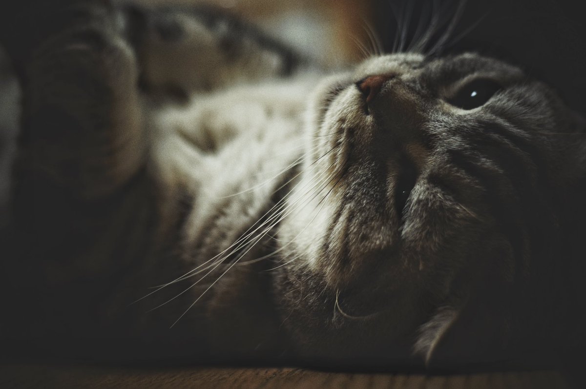 elmax_fun's tweet image. DR Summicron 2/50 f2