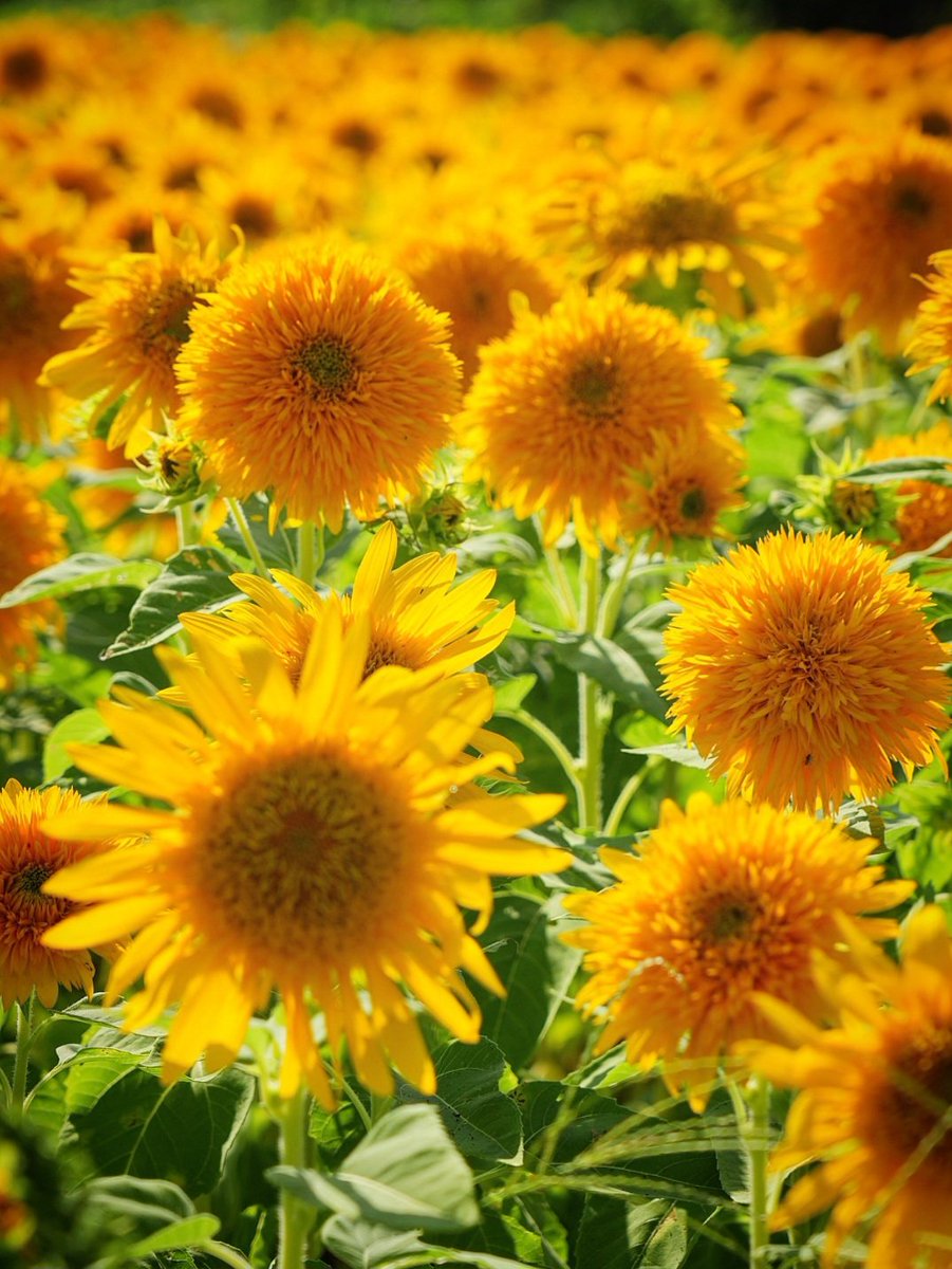 run.swim.shingo on X: 