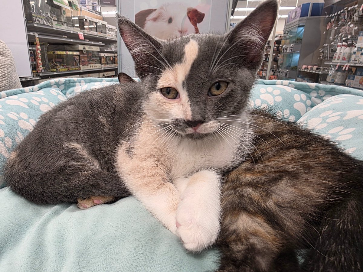 New kitten! Her name is Mimi