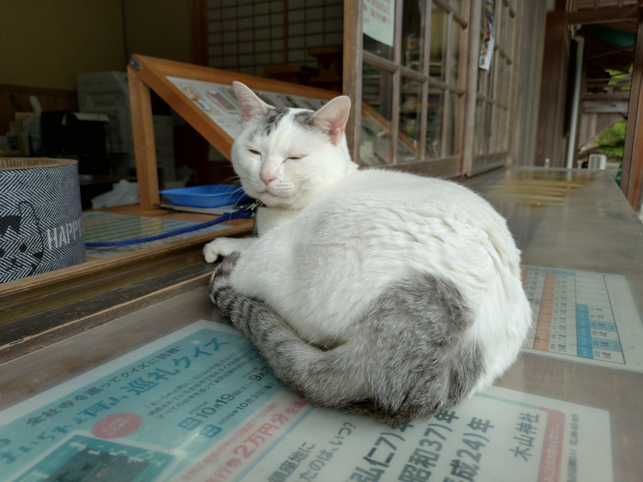 猫清 動物・生き物 Tシャツ 動物 生き物 猫 ネコ グレー : Tシャツ