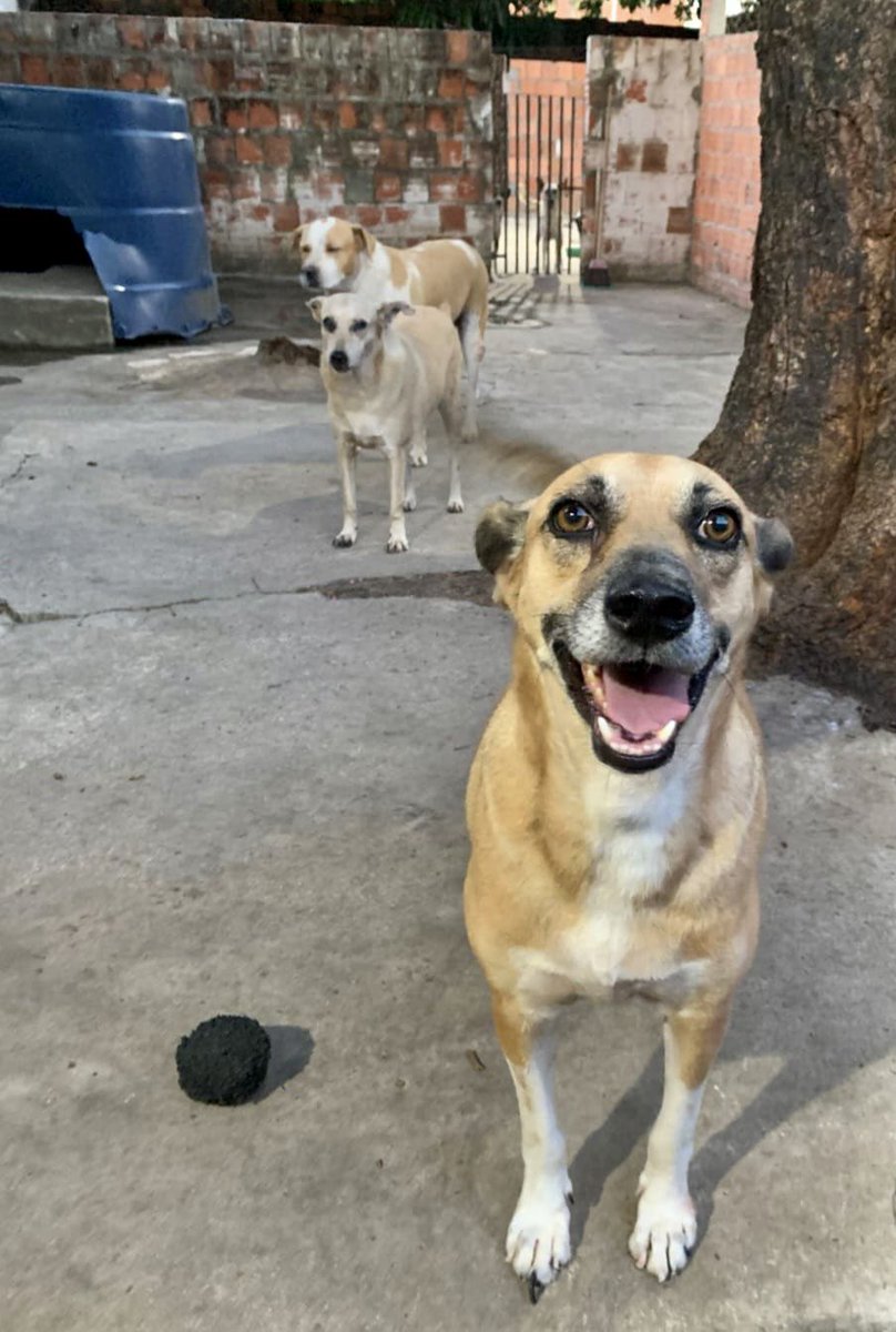 Projeto Jovens Pelas Patinhas (@projetojpp) on Twitter photo amigos, nosso caixa está no vermelho e precisamos pagar o lar temporário dos animais. Sabemos que está difícil pra todo mundo, mas a contribuição não precisa ser volumosa. Se todos se comprometerem a ajudar, qualquer centavo vai somar muito
p🔑x: projetojpp@gmail.com amigos, nosso caixa está no vermelho e precisamos pagar o lar temporário dos animais. Sabemos que está difícil pra todo mundo, mas a contribuição não precisa ser volumosa. Se todos se comprometerem a ajudar, qualquer centavo vai somar muito
p🔑x: projetojpp@gmail.com