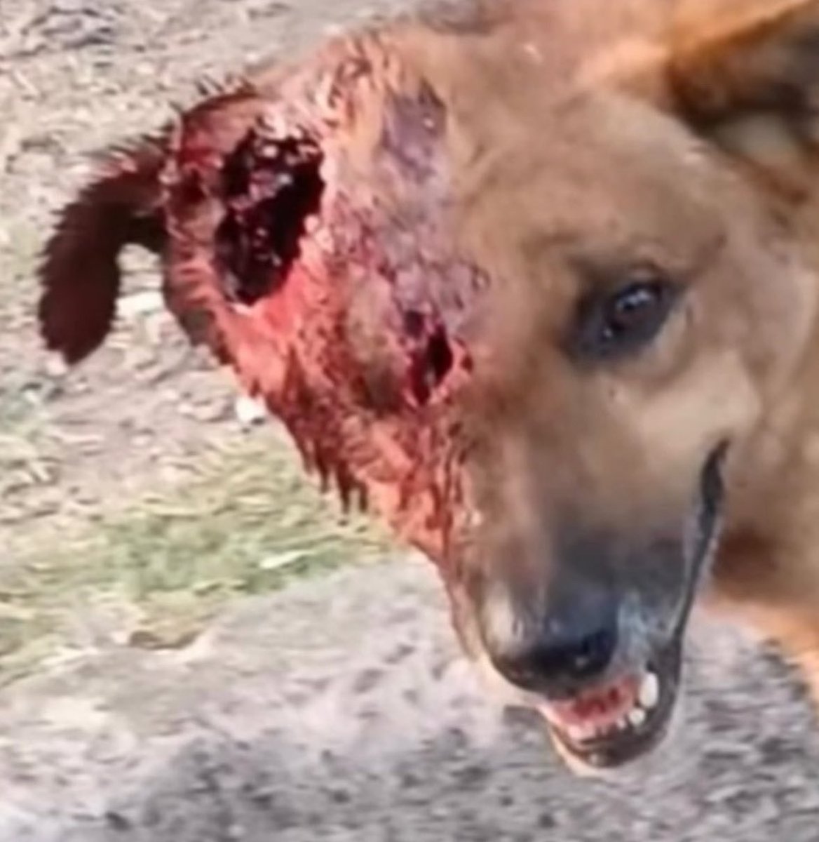 redbicheraof's tweet photo. Recuerda a coraje? El estado de coraje  fue MUY COMPLICADO.
Le falta una parte de piel en la cabeza que de a poco se va regenerando 
Los análisis arrojan una infección tremenda y hoy es otro!💕🥹
Hoy 100% recuperado necesitamos esterilizarlo $1250 🙏 https://t.co/ao8fcoCwu7 https://t.co/X1eDGG0E2x
