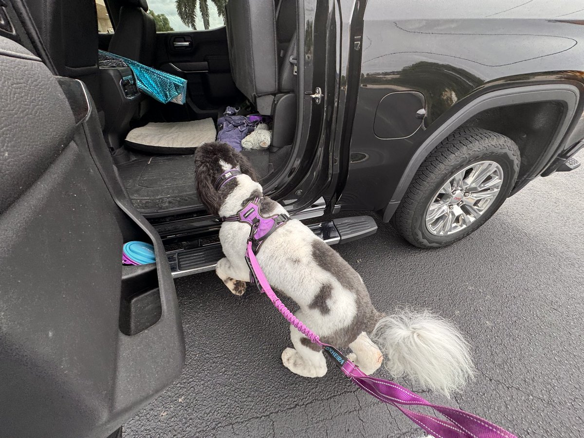 TheMikeHenning's tweet photo. Lily is home from the groomers all clean and fluffy. Her nose and mouth area was matted so itโs a little short, but good for the 90ยฐ weather here.
@grok @honeymoon250 #Sheepadoodle https://t.co/k1F09iN1Uv