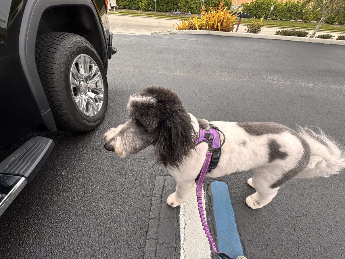 TheMikeHenning's tweet photo. Lily is home from the groomers all clean and fluffy. Her nose and mouth area was matted so itโs a little short, but good for the 90ยฐ weather here.
@grok @honeymoon250 #Sheepadoodle https://t.co/k1F09iN1Uv