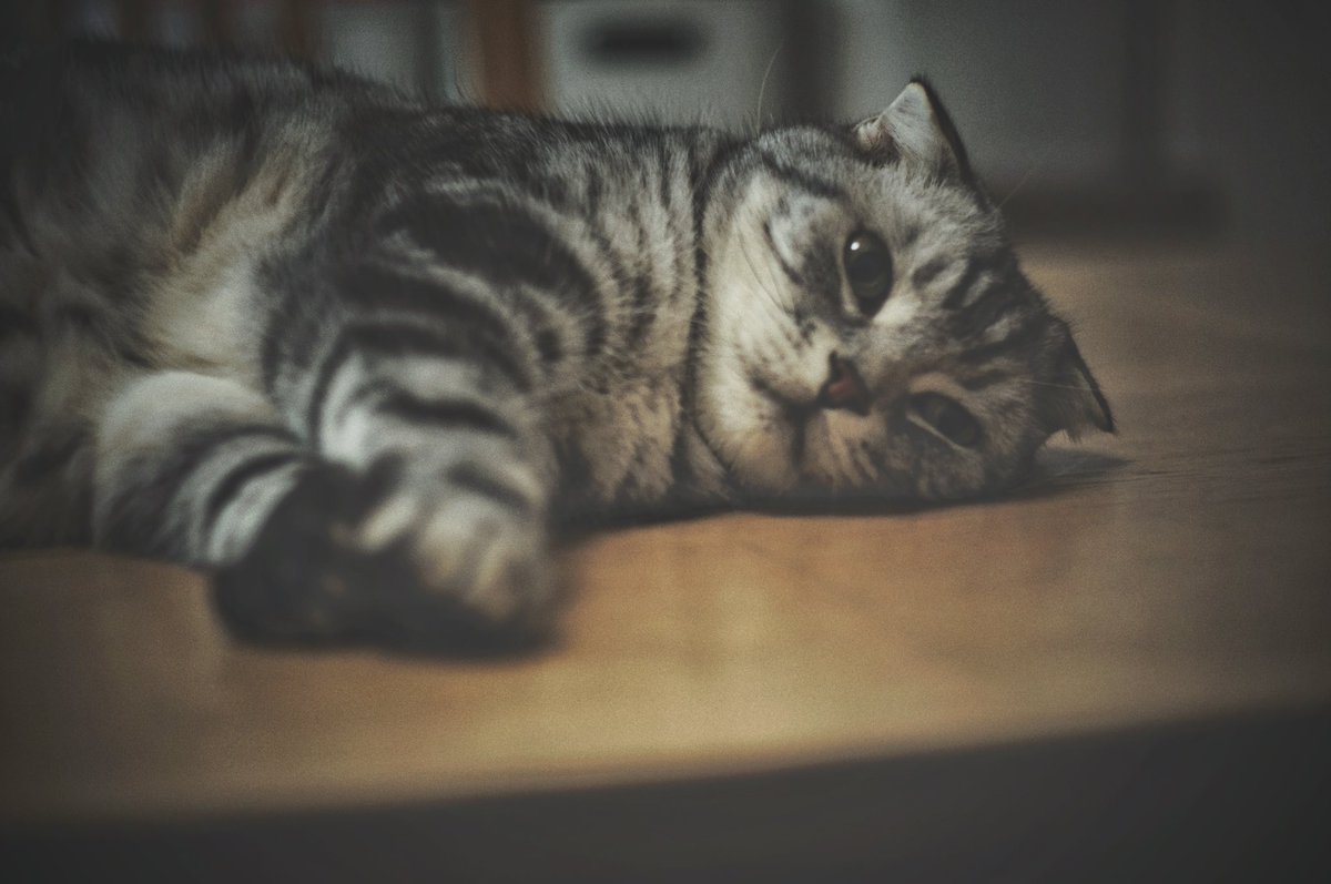 elmax_fun's tweet image. 20年ぐらい前に、銀座でDR Summicron を購入
最近、オフは銀座〜日本橋でランチすることが多くて、時の巡りを感じる

DR Summicron 2/50 f2