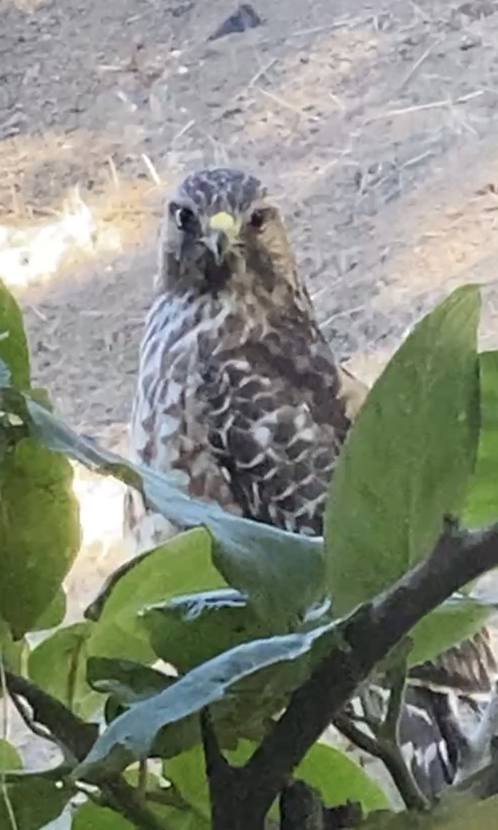 nm94503's tweet image. Through my window.