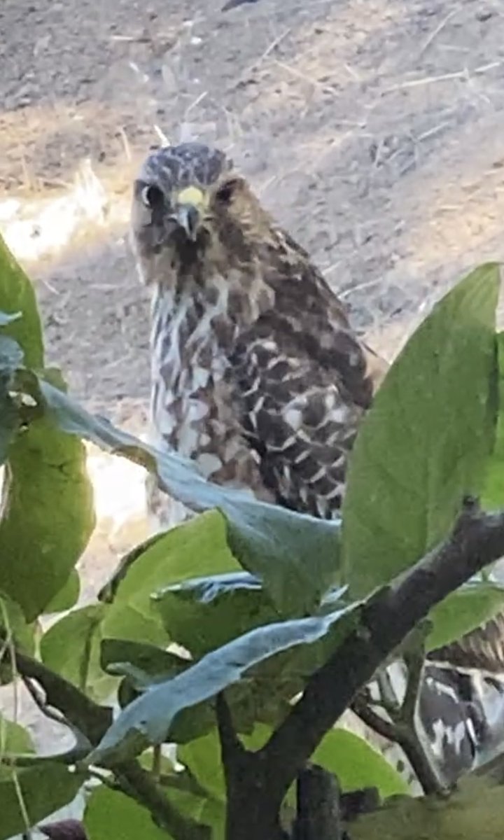 nm94503's tweet image. Through my window.