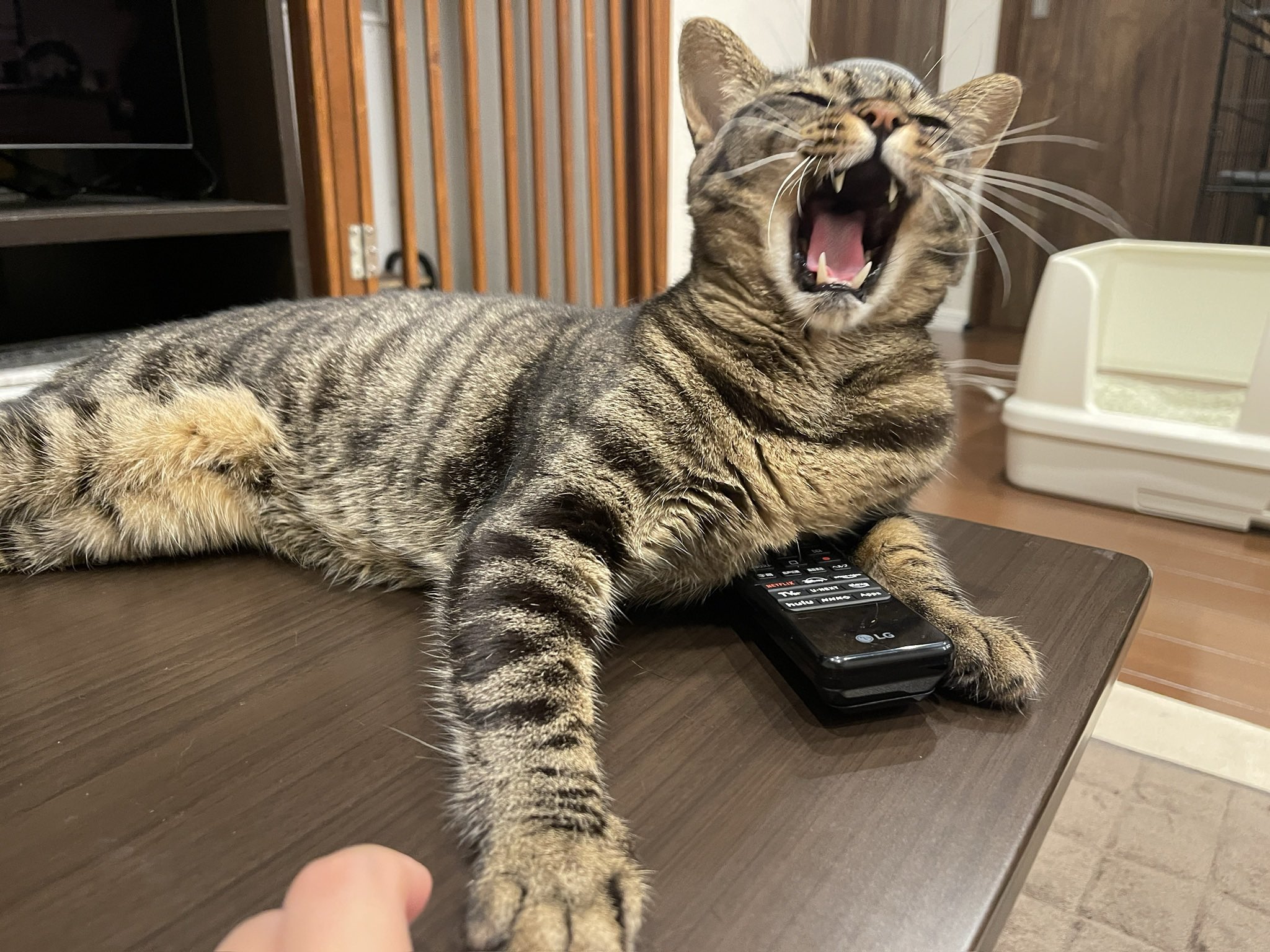 ウラシク　『取引猫様』 つるみウォッチャーズ on X: 