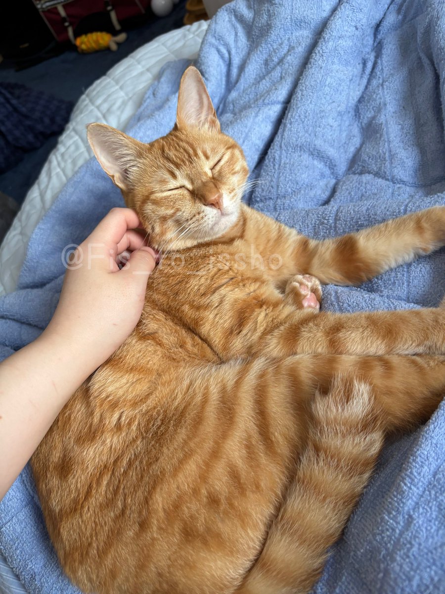 おはようマイエンジェルスイートフィズ
今朝も大人しく目やに取らせてくれてありがとう

#猫 #cat #猫好きさんと繋がりたい  #ねこかわいいね #猫のいる暮らし