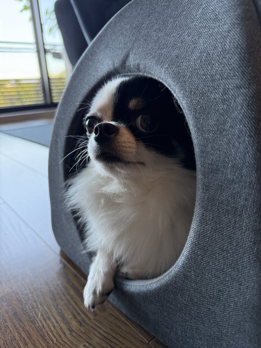 【裁断済】イギー 2025年最新】スーパーサイズ ジョジョ イギーの人気アイテム