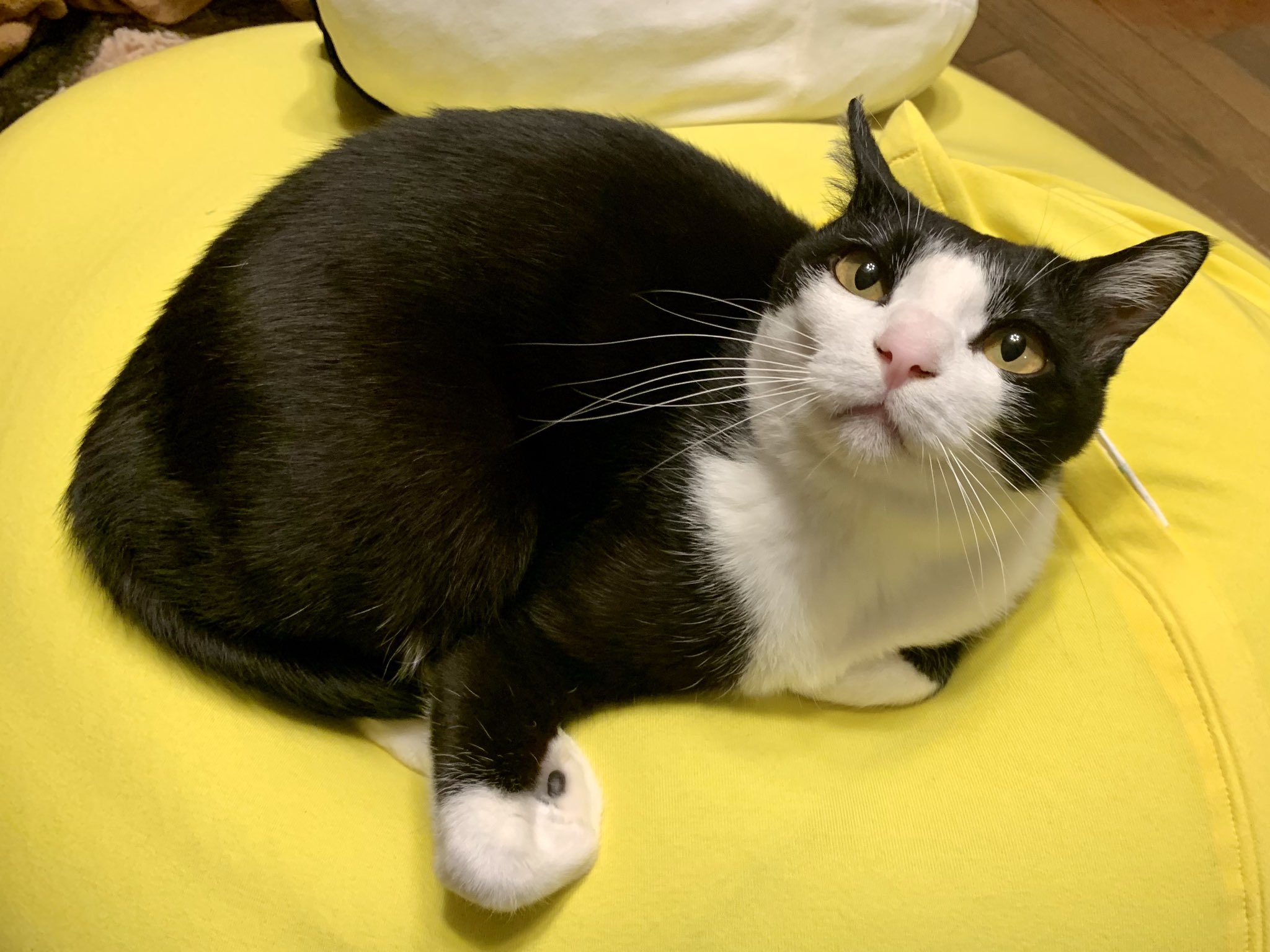 黒猫みんと マンチカン(短足)【埼玉県・男の子・2023年2月24日・ブラック
