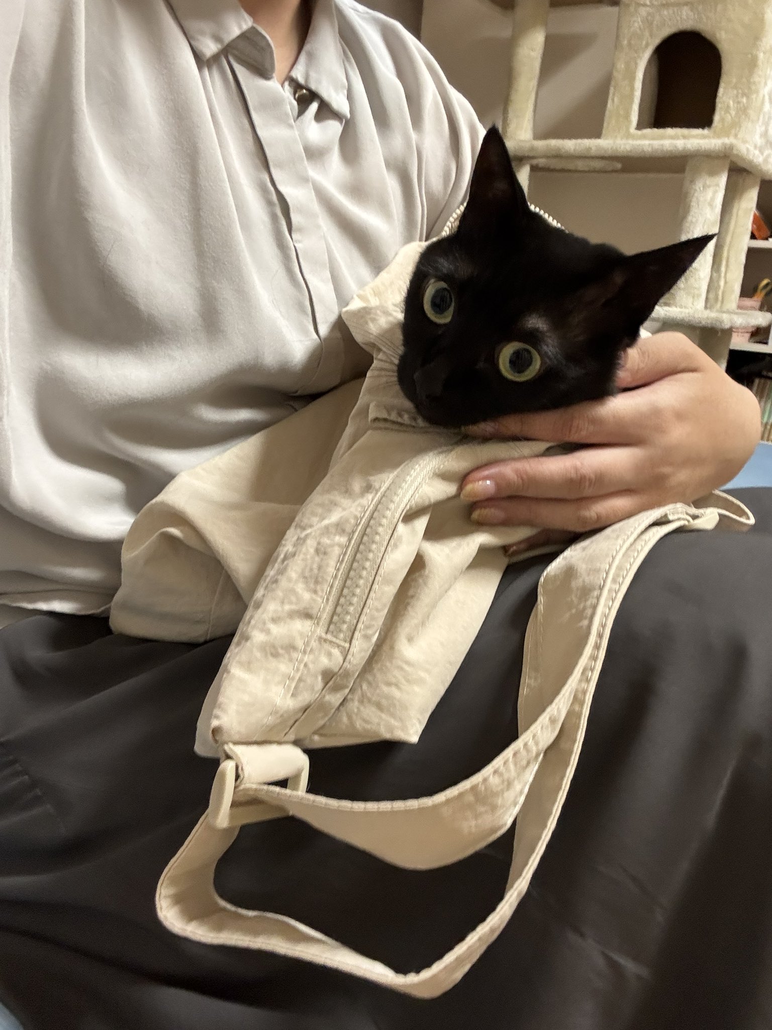 黒猫様♡ありがとうございます♡ 黒猫感謝の日なんだって - Αναζήτηση / X