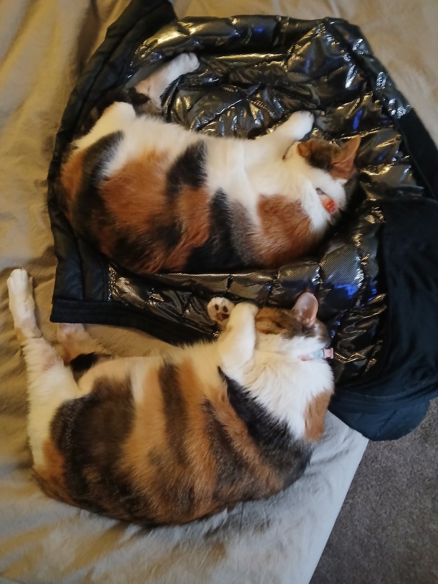 SalGabriel20's tweet photo. @CuteAdorableCat You're such a beautiful cat guy!  Im tearing.  I have 3 calicos. https://t.co/LhMzRgc2Xz