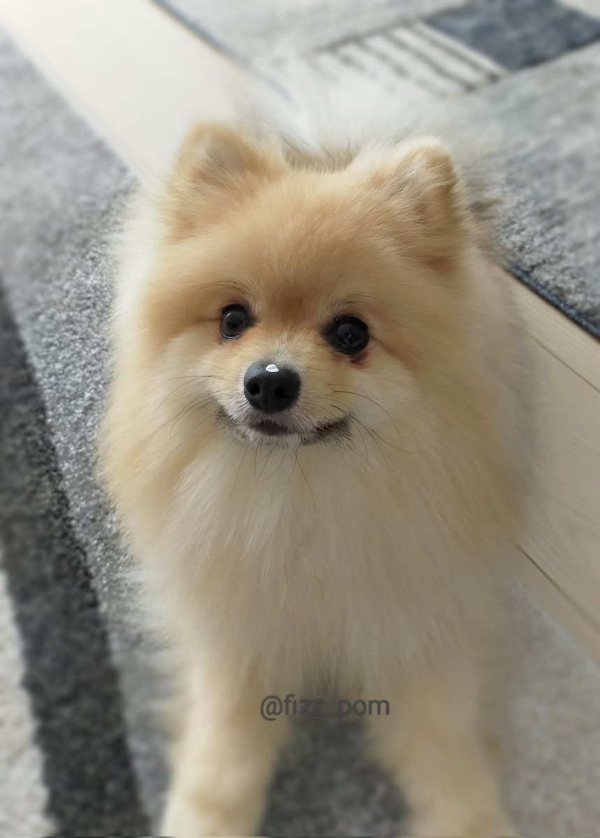 fizz_pom's tweet photo. 鼻に発泡スチロールついてるよ🐶 https://t.co/94VJ6g8uti